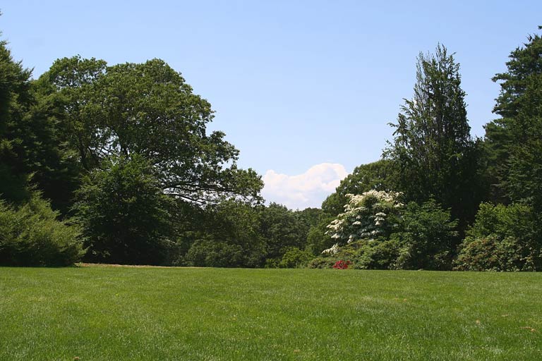 Woodline in Backyard